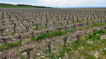 Крупнейший в России Федеральный центр виноградарства откроют на Кубани