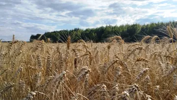 Микроэлементы и удобрения на озимой пшенице, их влияние на урожай