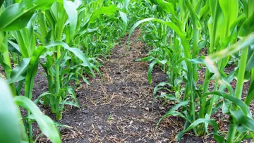Стрессы на старте выращивания кукурузы и их влияние на урожай